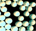 美国cospheric氧化锆微球